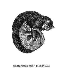 Drawing Cat Mom Kitten Sketch Mom Stock Illustration 1166845963 ...