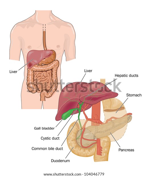 Drawing of the digestive tracts with detail of\
the liver and\
pancreas
