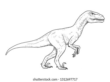 Drawing Dinosaur Hand Sketch Velociraptor Black Stock Illustration ...