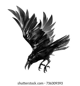 Drawing of a diving crow. Isolated sketch of a bird in flight.