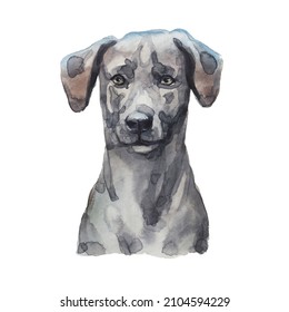 Drawing Of A Dog Breed Blue Lacy In Watercolor