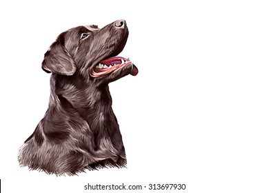 Drawing Dog Breed Brown Labrador, Portrait Oil Painting On A White Background