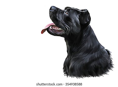 Drawing dog breed Cane Corso, portrait oil painting on white background