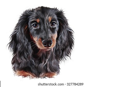 Drawing Dog Breed Dachshund, Portrait Oil Painting On White Background