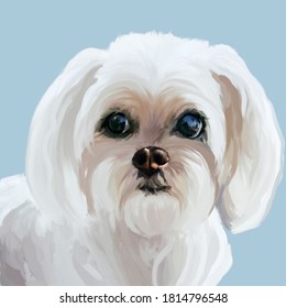 Drawing of a dog breed maltese lapdog White fluffy coat smart big black eyes cute loyal pet