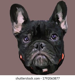 Drawing Dog French Bulldog Beautiful Smart Kind Loyal Eyes Protruding Ears Black Color