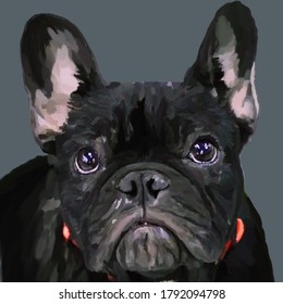 Drawing Dog French Bulldog Beautiful Smart Kind Loyal Eyes Protruding Ears Black Color