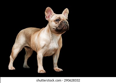13,268 French Bulldog Drawing Images, Stock Photos & Vectors | Shutterstock