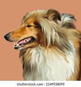 Drawing dog the koli breed Smooth  long hair  bright color  trusting eyes