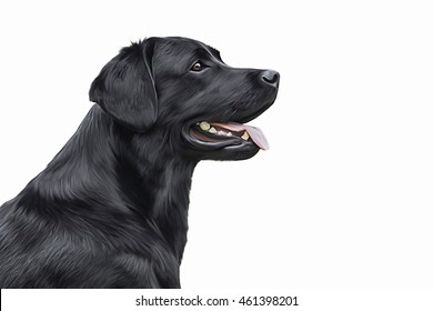 Drawing Dog Labrador, Portrait On A White Background