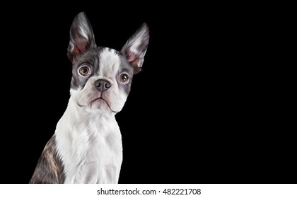 Drawing dog portrait Boston Terrier portrait black background