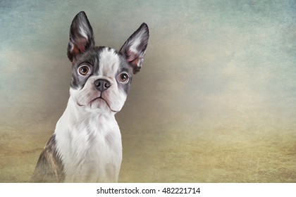 Drawing dog portrait Boston Terrier portrait oil painting old vintage color grunge paper background