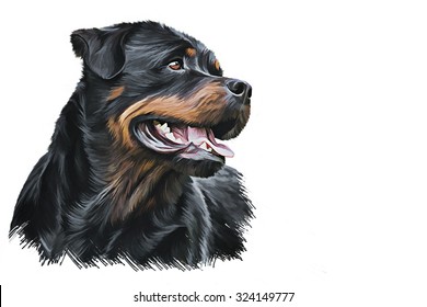 Drawing Of The Dog Rottweiler, Tricolor, Portrait Oil Painting On White Background. Hand Drawn Home Pet. Digital Painting.  Clip Art Llustration