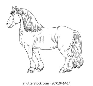 Drawing Draft Horse Coloring Book Template Stock Illustration ...