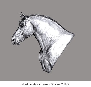 draft horse sketch