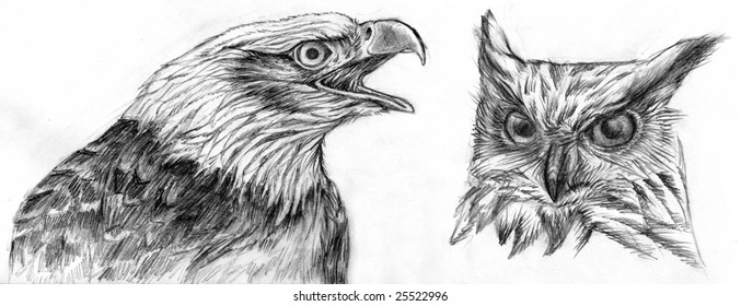 Drawing of an Eagle and an Owl. Pencil on paper.