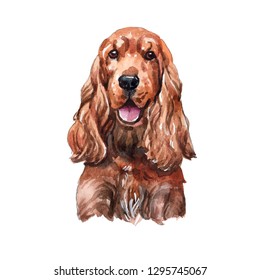 Drawing English Cocker Spaniel Dog
 Watercolor