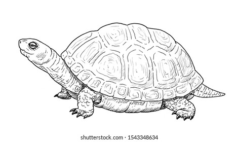 11,788 Turtle sketches Images, Stock Photos & Vectors | Shutterstock