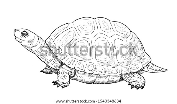 Drawing of\
European pond turtle. Sketch of reptile of species Emys\
orbicularis, black and white\
illustration