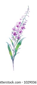 Drawing Fireweed Watercolor