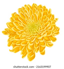 drawing flower chrysanthemum  golden  aster isolated at white background   hand drawn botanical illustration