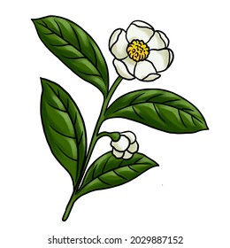 Drawing Flower Of Tea Palnt, Camellia Sinensis , Isolated At White Background, Hand Drawn Illustration