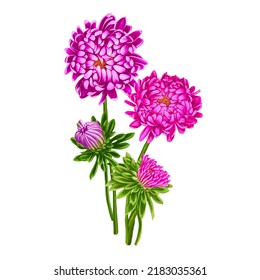 drawing flowers aster isolated at white background   hand drawn botanical illustration