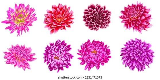 drawing flowers dahlia   aster isolated at white background   hand drawn botanical illustration