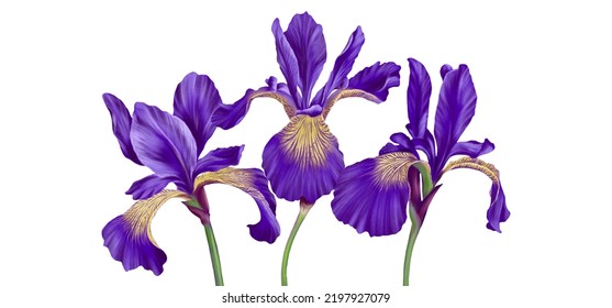 drawing flowers of iris, limniris , floral bouquet, at white background , hand drawn botanical illustration