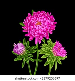 drawing flowers pink aster