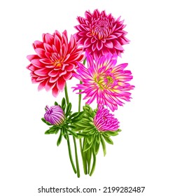 drawing flowers pink aster   dahlia isolated at white background   hand drawn botanical illustration