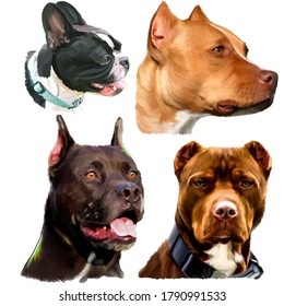 Drawing Of Four Dogs With Intelligent Kind Loyal Eyes Of Bright Beautiful Colors