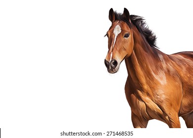 Drawing of a horse, portrait on a white background
