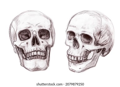 Drawing Of A Human Skull. Hand-drawing With Sanguine Technique. Isolated On White Background