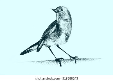 Drawing hummingbird  Illustration