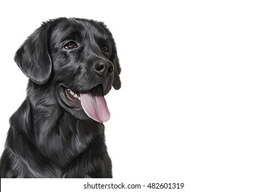 Drawing, illustration dog Labrador, portrait on a white background