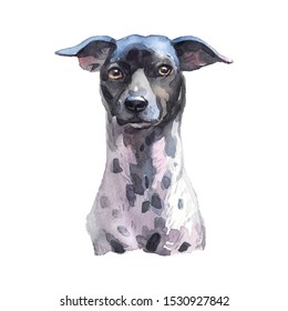 Drawing Japanese Terrier Dog Watercolor