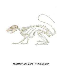 Drawing Of A Lab Rat Skeleton