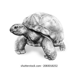 15,756 Tortoise drawing Images, Stock Photos & Vectors | Shutterstock