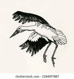 Drawing Of A Landing Stork. Ink On Paper.