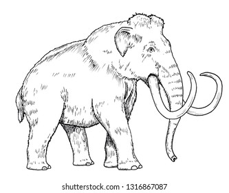 Drawing Of Mammoth - Hand Sketch Of Mammuthus Primigenius, Black And White Illustration