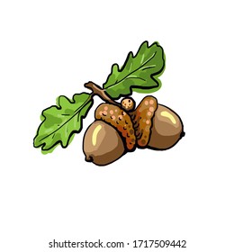 oak branch acorn drawing