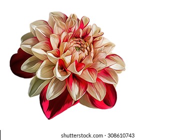 Drawing Oil Painting Dahlia Flower On A White Background