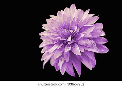 Drawing Oil Painting Dahlia Flower On A Black Background