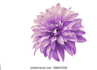 Drawing Oil Painting Dahlia Flower On A White Background