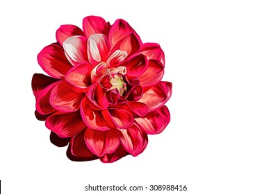 Drawing Oil Painting Dahlia Flower On A White Background