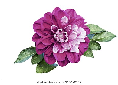 Drawing Oil Painting Dahlia Flower On A White Background