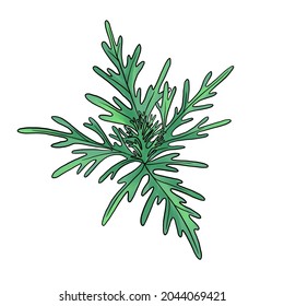 Drawing Plant Of Dhavanam, Davana, Artemisia Pallens Isolated At White Background, Hand Drawn Illustration