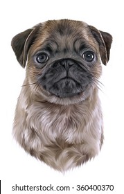 Drawing Puppy Pug Portrait On A White Background