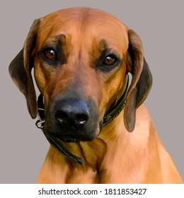 Drawing Of A Ridgeback Dog Of A Bright Red Color With Big Intelligent Loyal Eyes